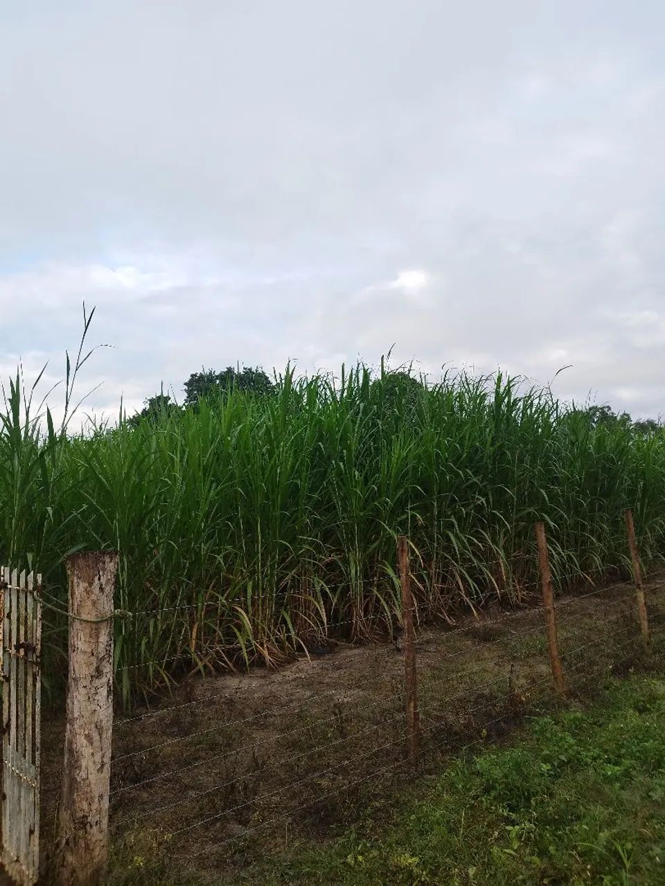 Mudas de Capiacu para Plantio - Foto 3