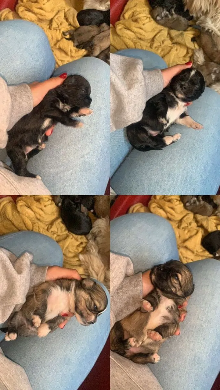 Filhotes de Shih Tzu disponíveis para adoção