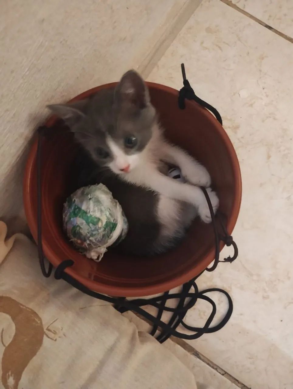 Doação de gatinha  - Foto 2