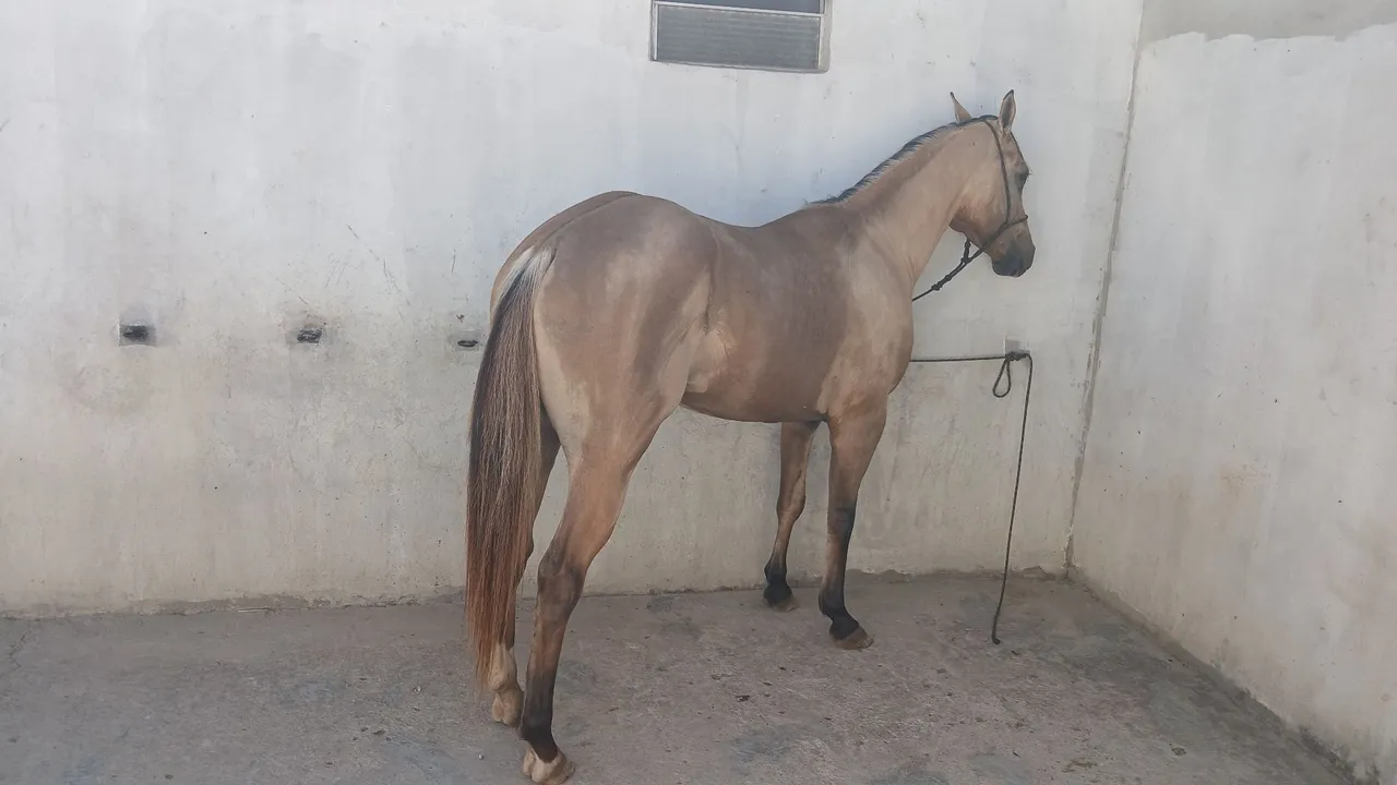 Cavalo para venda