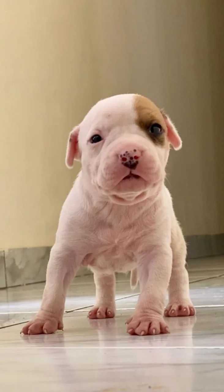 FILHOTE AMERICAN STAFFORDSHIRE TERRIER 