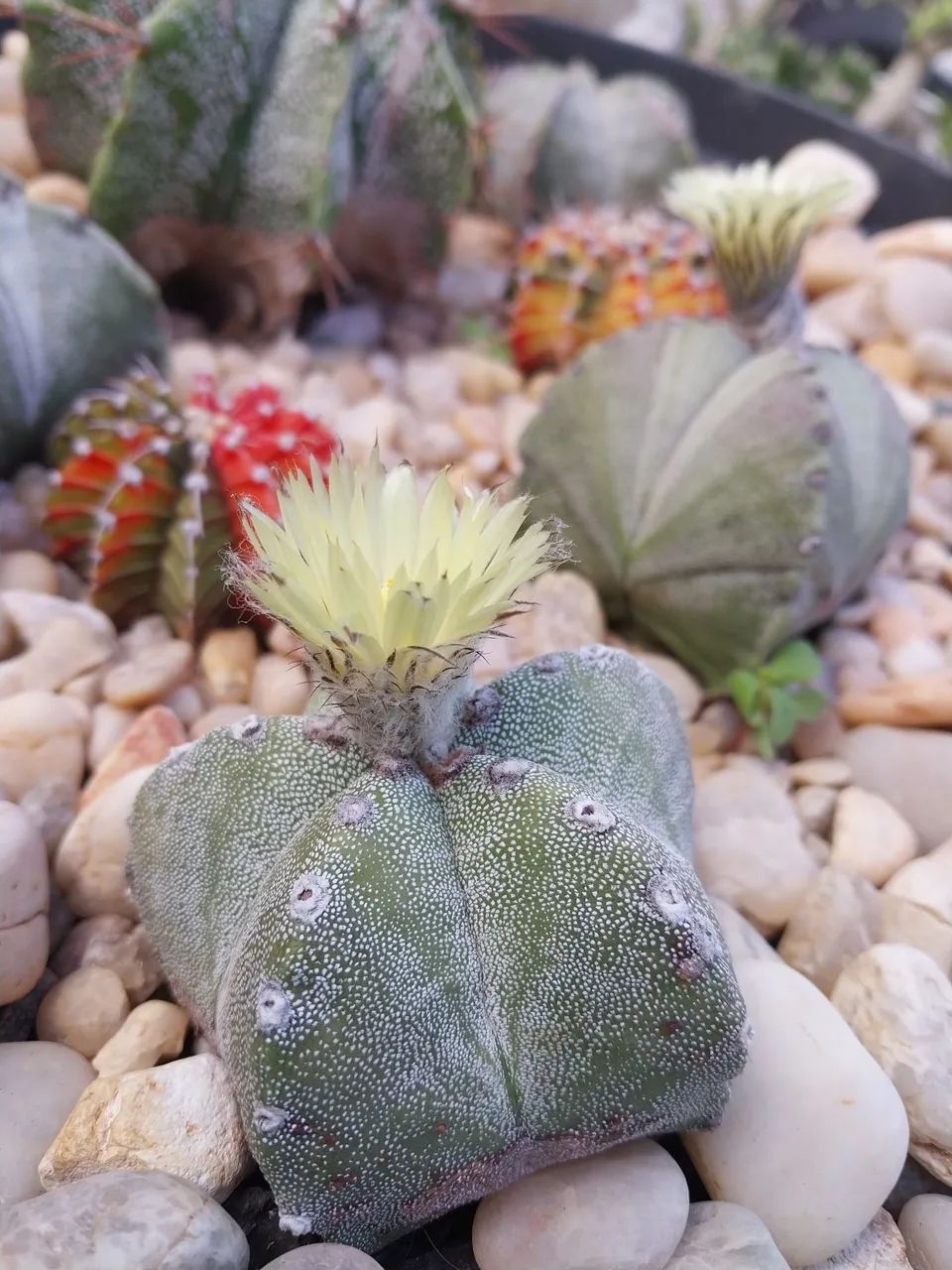 Cacto Astrophytum myriostigma arranjo
