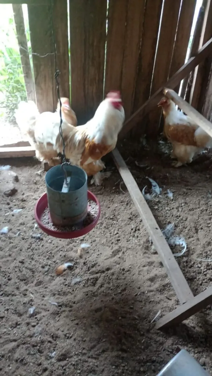 Galinha Brahma lemon