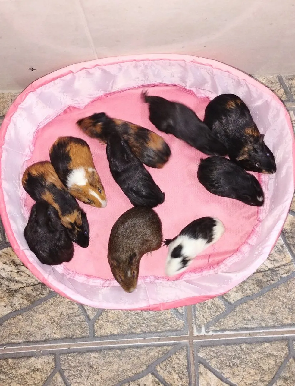 Filhotes de Porquinho da Índia - Lindos e Saudáveis!