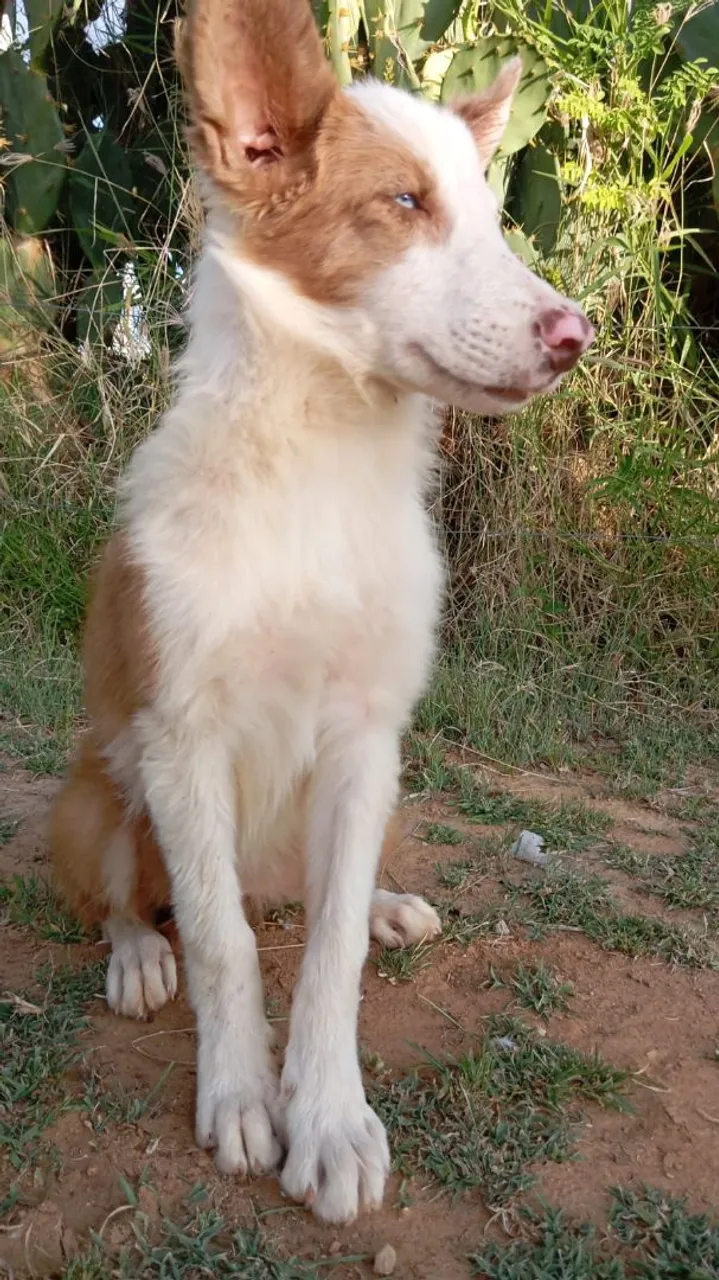 Filhote de cachorro