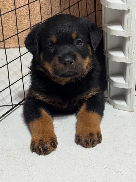 Vendo Filhotes de Rottweillers - pais no local e possuem pedigree