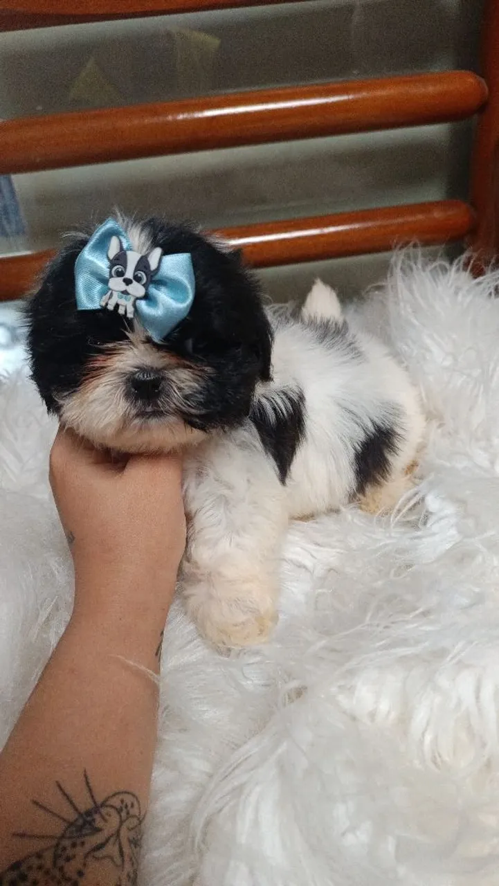 Shih Tzu macho e fêmea