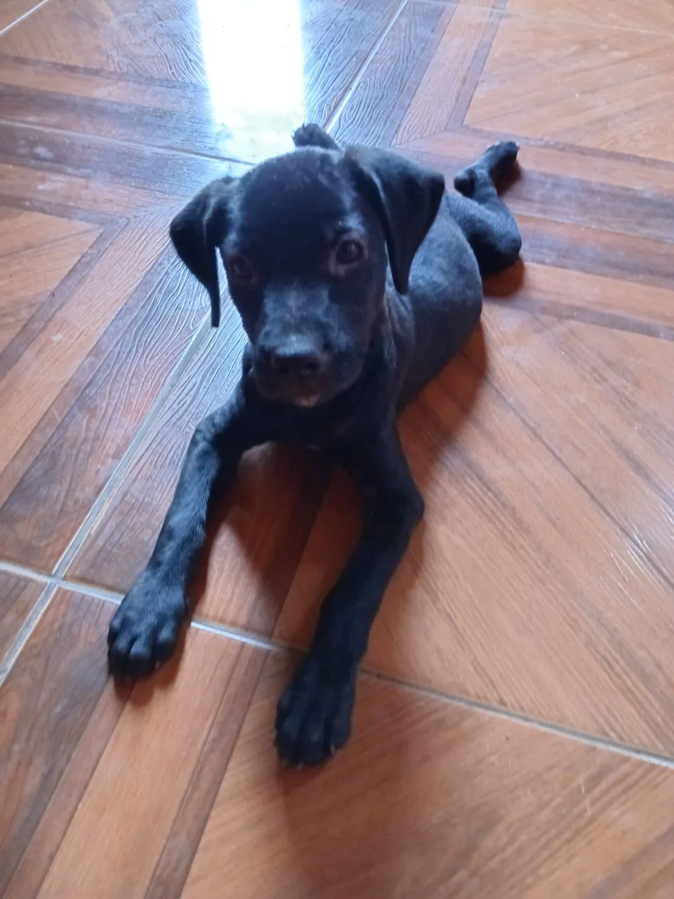 Filhote de cão preto