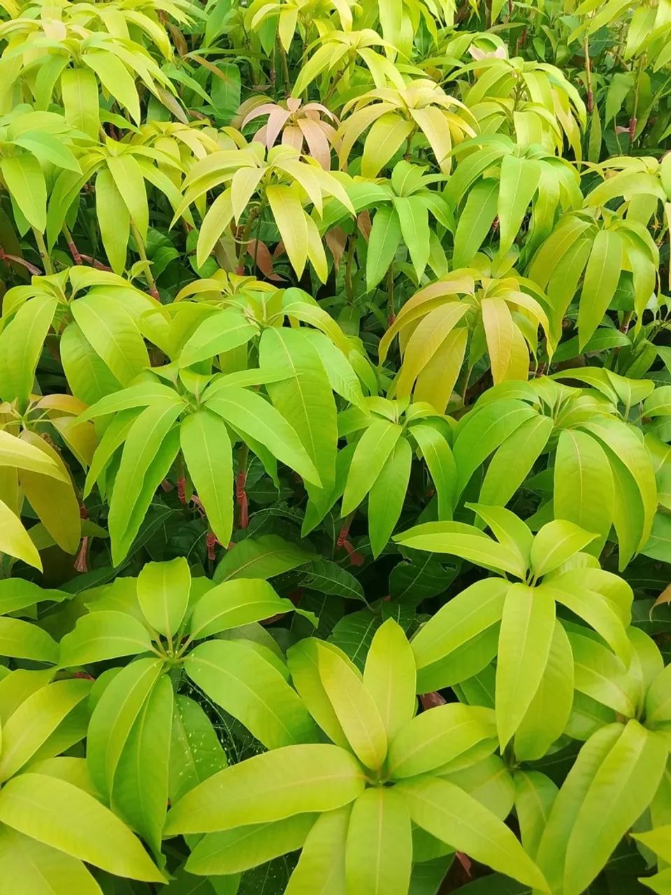 Mudas de Mangueira - Foto 2