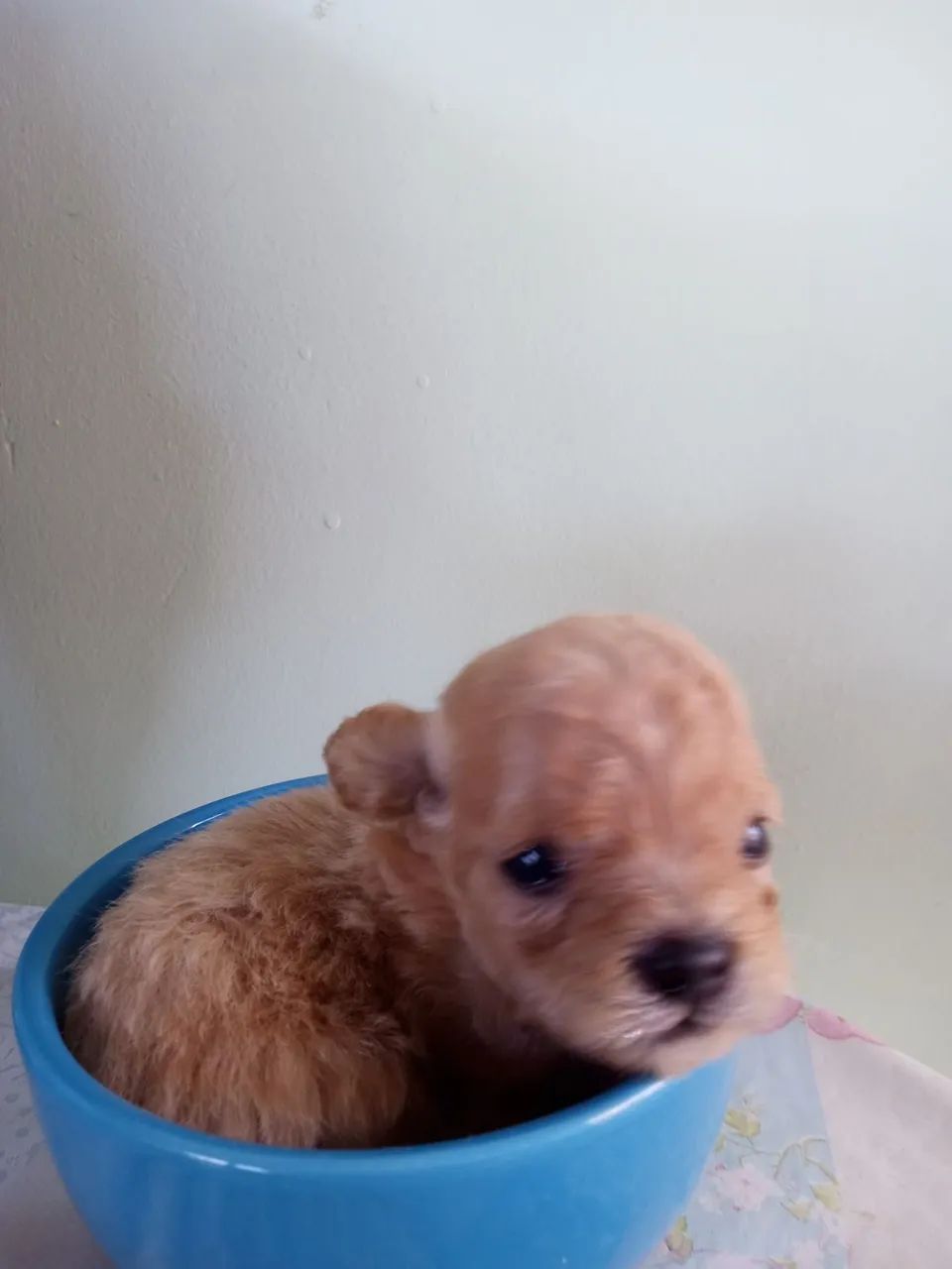 Filhote de Poodle Mini Toy - Fofo e Charmoso! - Foto 2