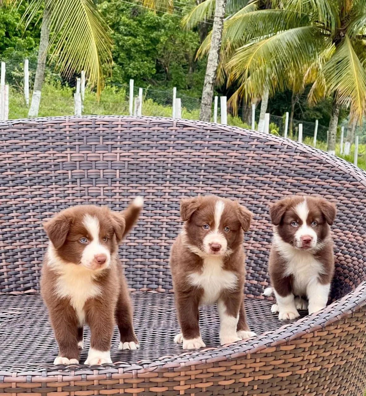 Triunfokennel border collie