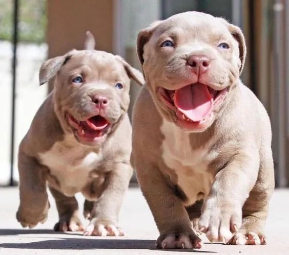 Tranquilos American Bully disponíveis! 
