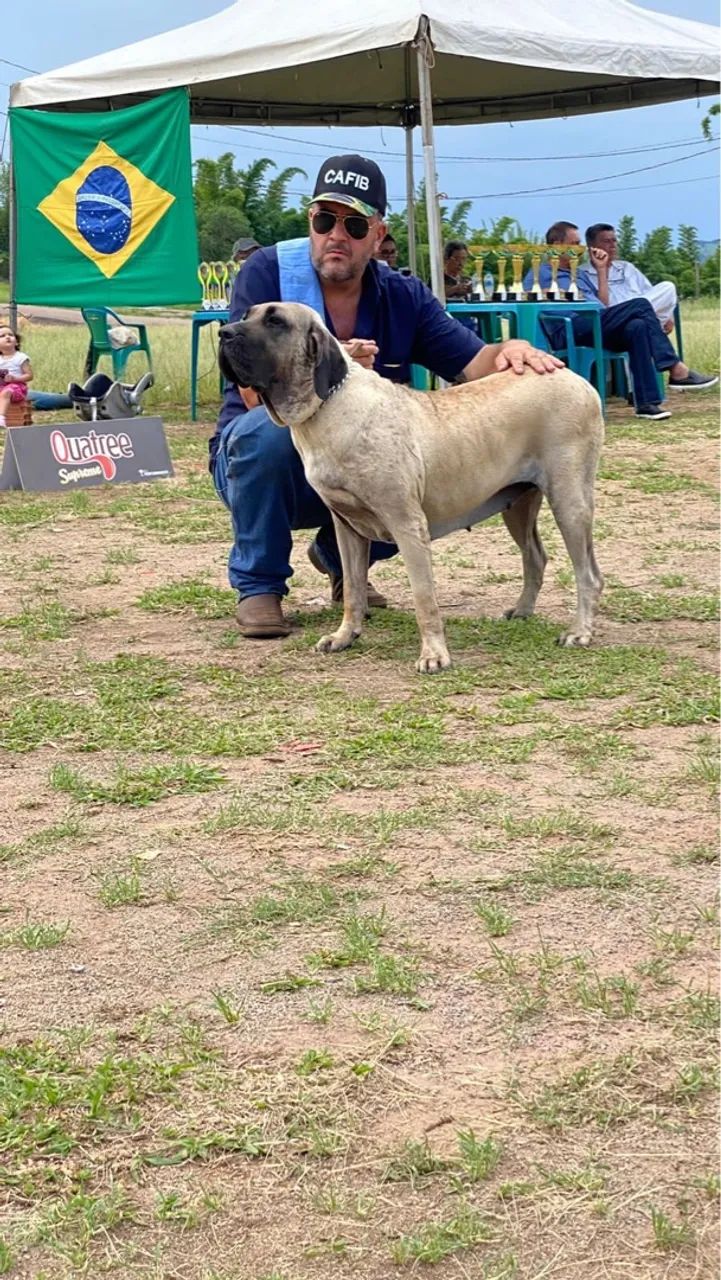Vendo Fila Brasileiro filho desses dois campeão aí, tem pedigree cachorro tem 1,6 meses 