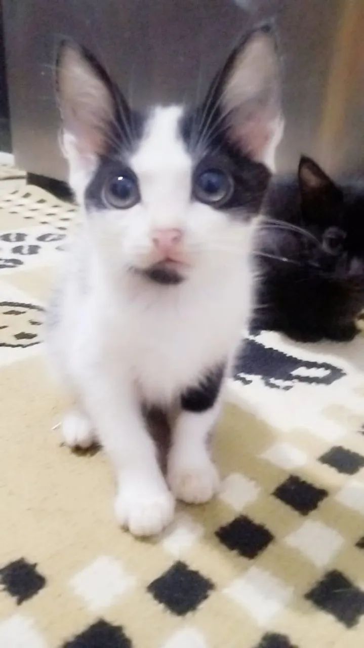Gatinho filhote branco e preto