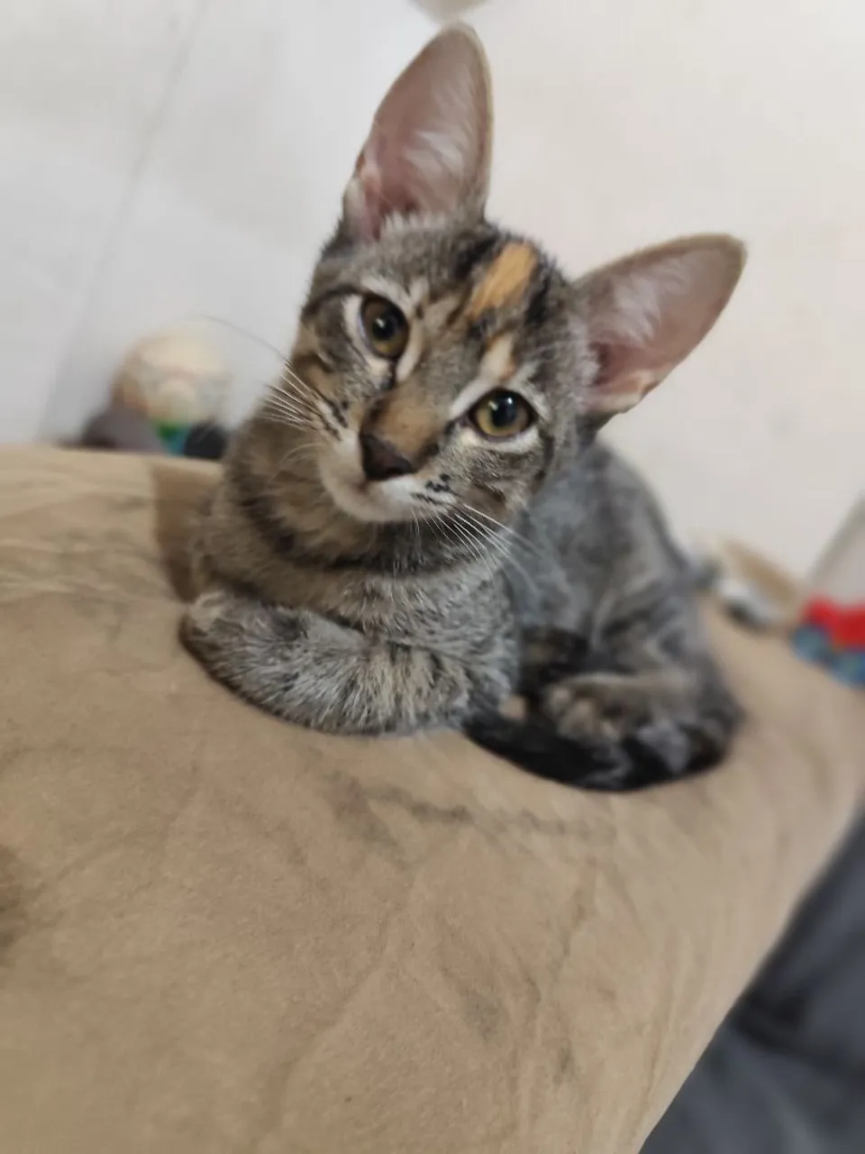Doação responsável de gatinhos!