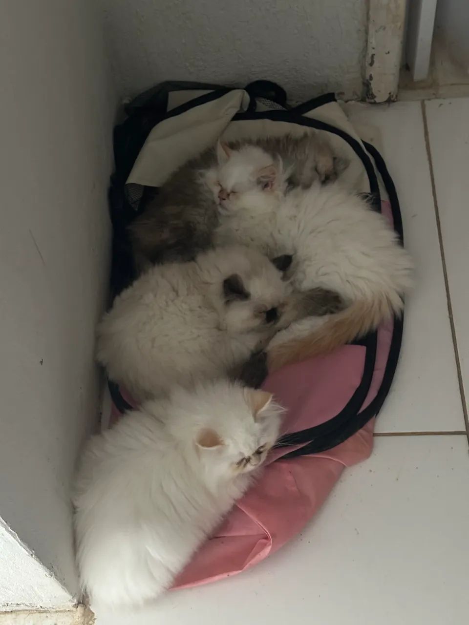 Filhote gato persa himalaia  - Foto 2