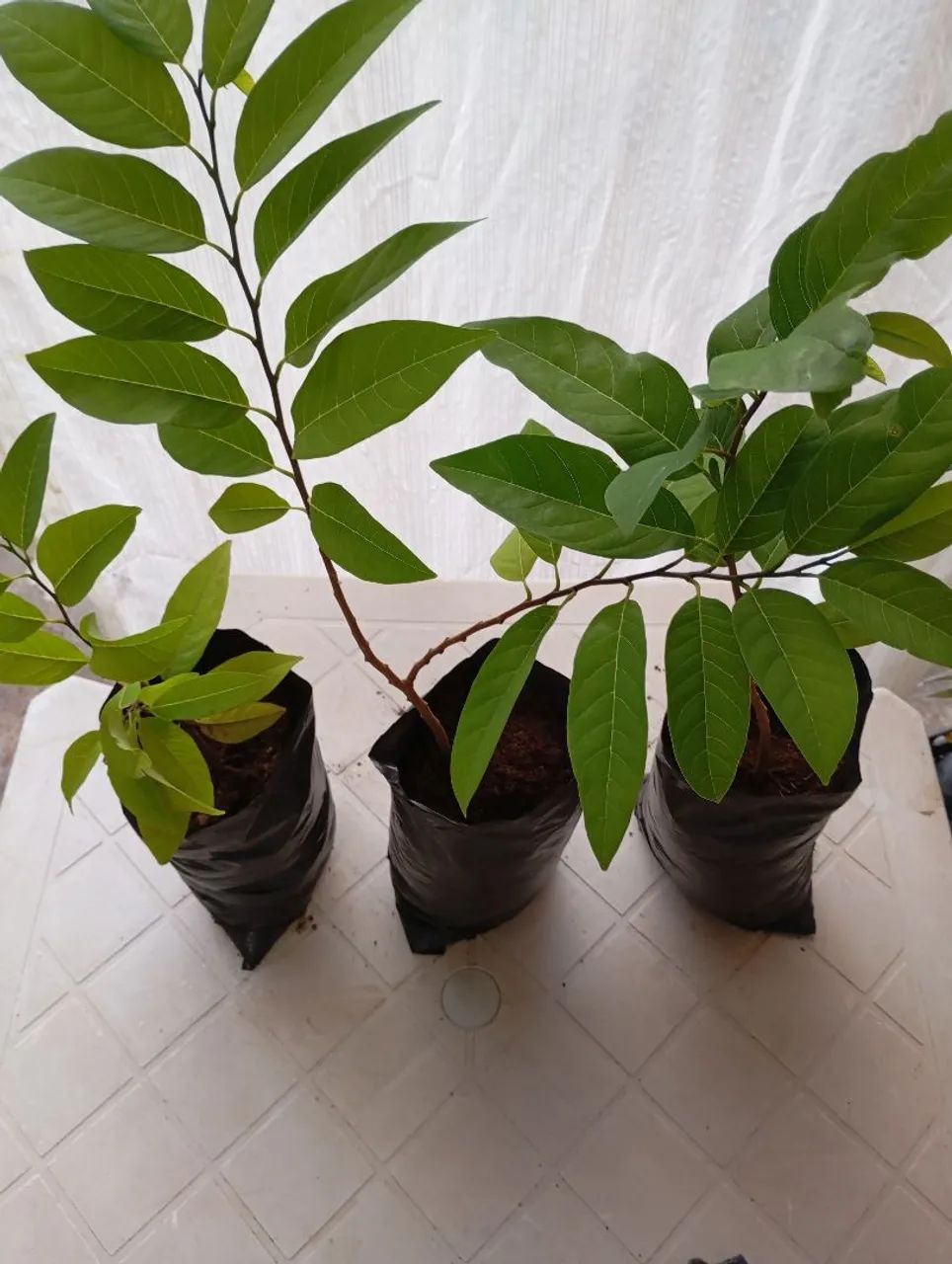 Palmeira Areca bambo - Foto 6