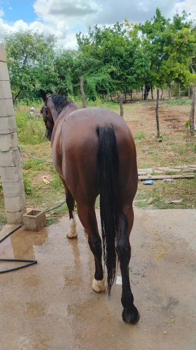 Cavalo de vaquejada de direita  - Foto 5