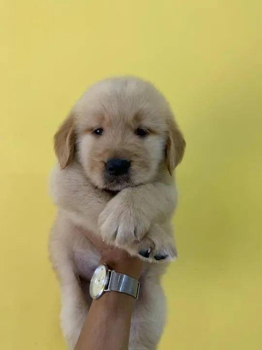Golden Retriever Pacelamento sem juros no cartão. - Foto 2