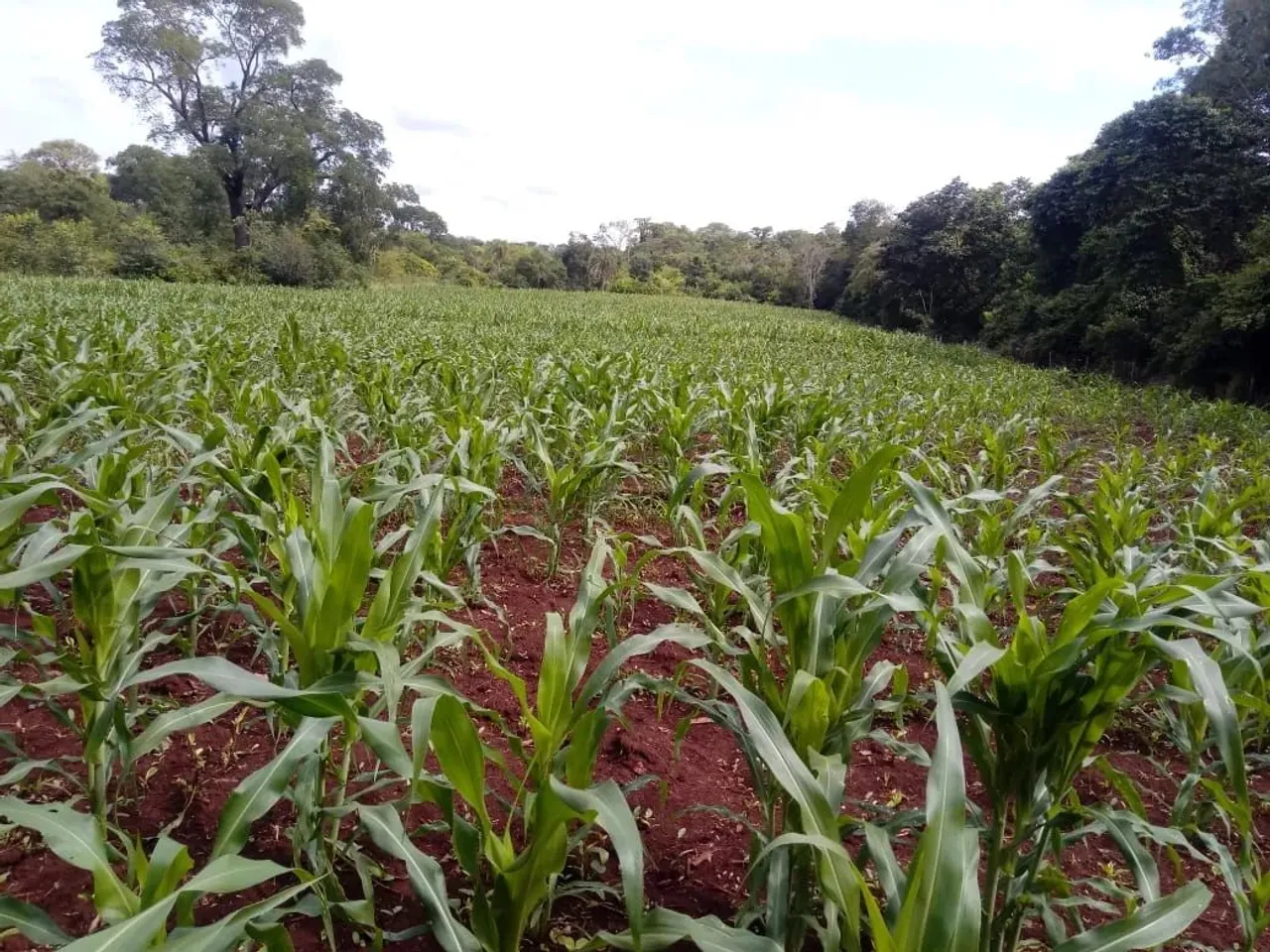 COD153 Chácara 9,3HECTARES JARAGUARI/BONFIM
