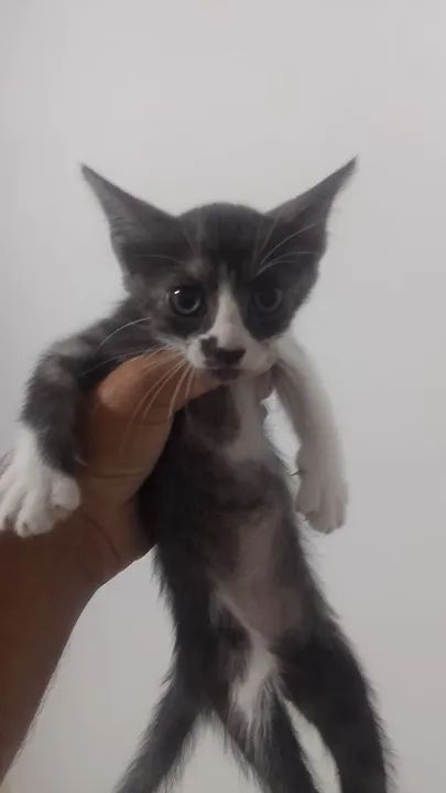 Estou doando duas gatinhas interessados ligar para * campos dos Goytacazes  - Foto 4