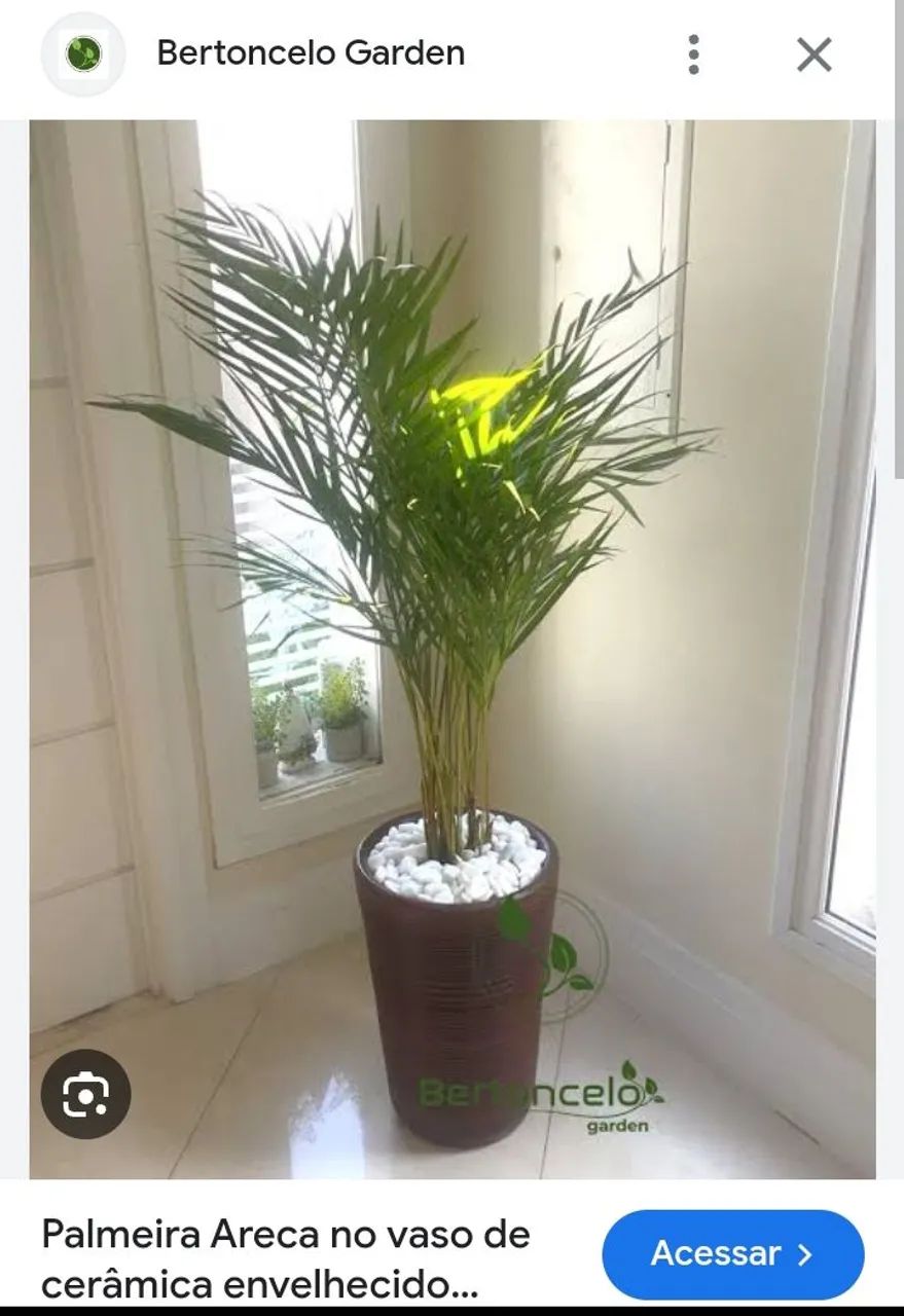 Palmeira Areca bambo - Foto 3