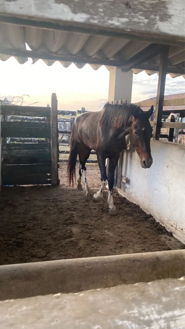 Mangalarga Marchador com Documento Cavalo de Marcha - Foto 3