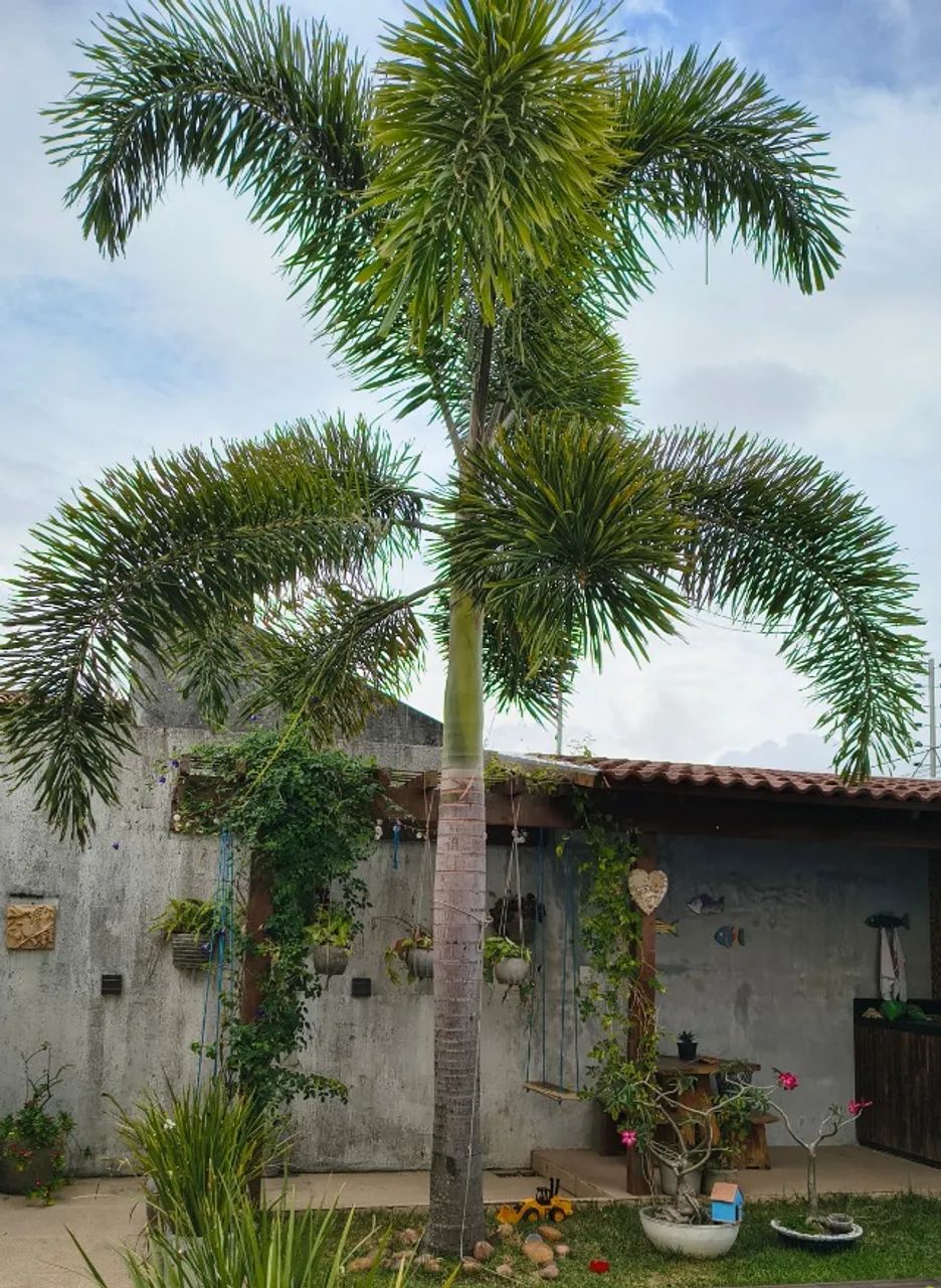 Palmeira rabo de raposa