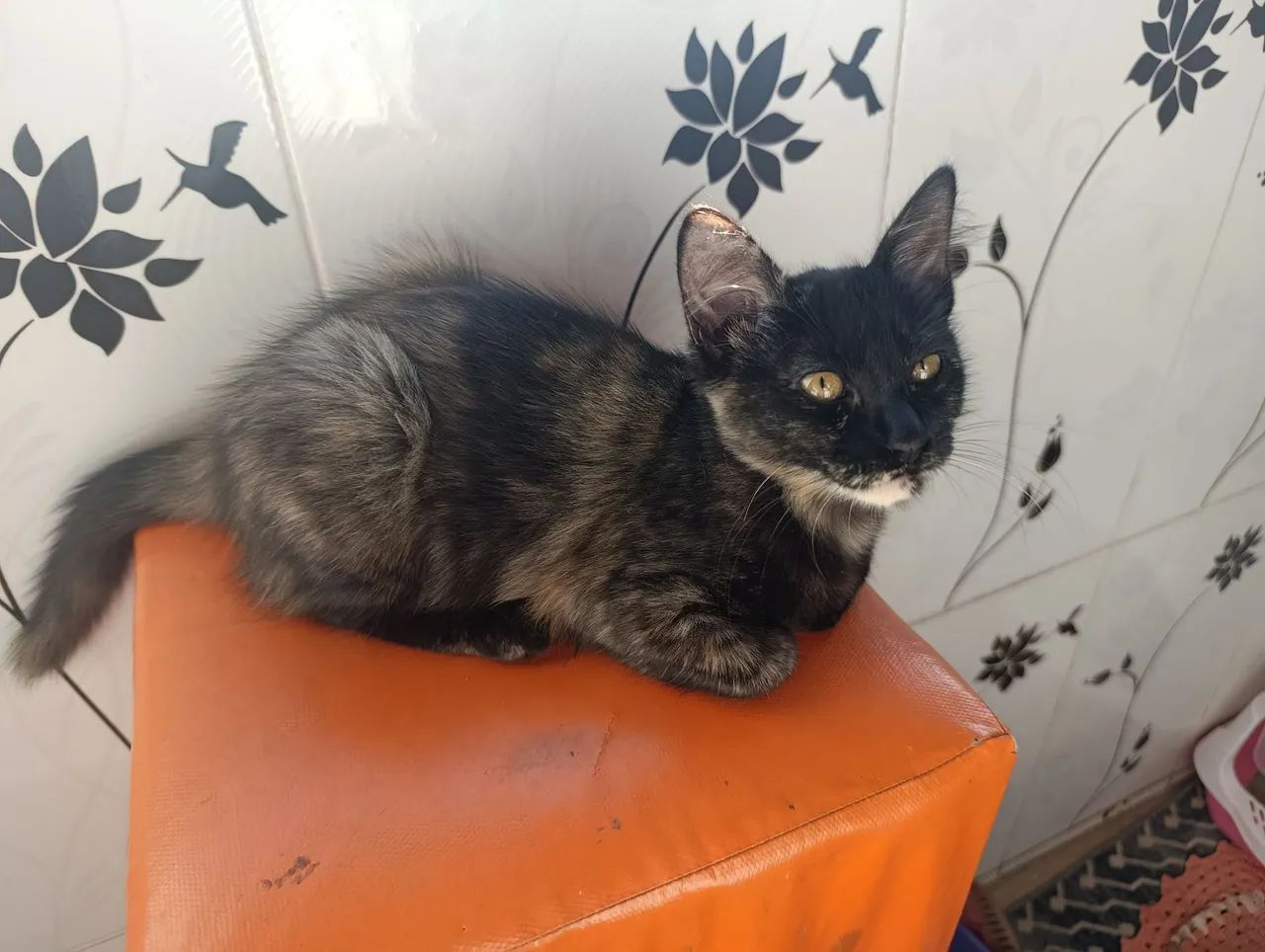 Doa-se gatinha  - Foto 2