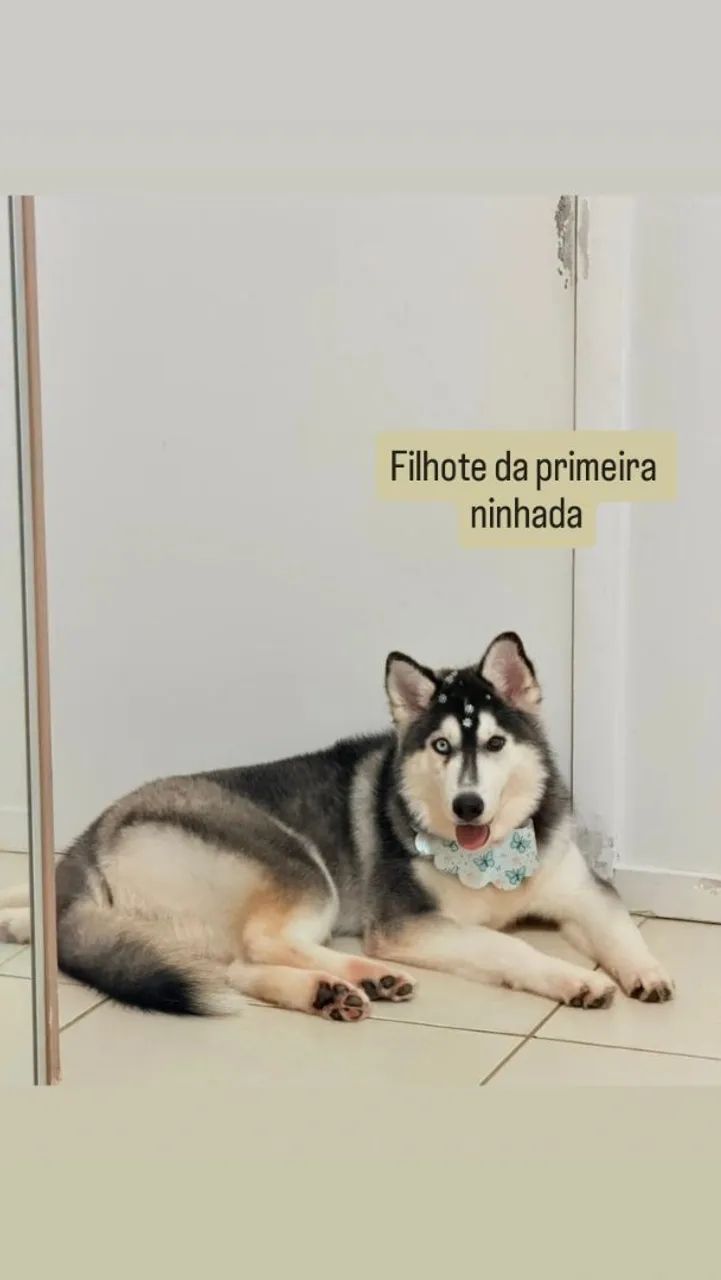 Filhotes de Husky Siberiano - Foto 3
