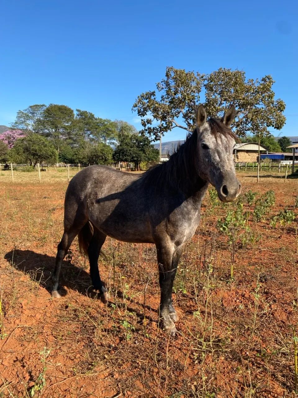 Égua Quarto de Milha (Aceito Propostas)