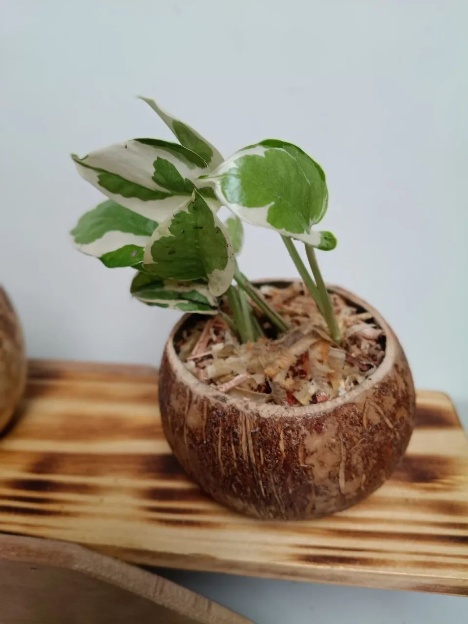 Lindo suporte para plantas modelo 3 coquinhos. - Foto 2