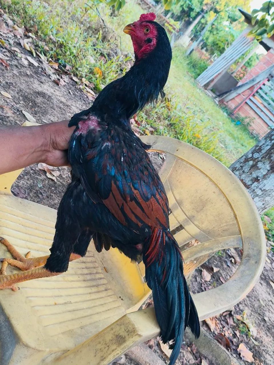 Vendo um frango indiano - Foto 4