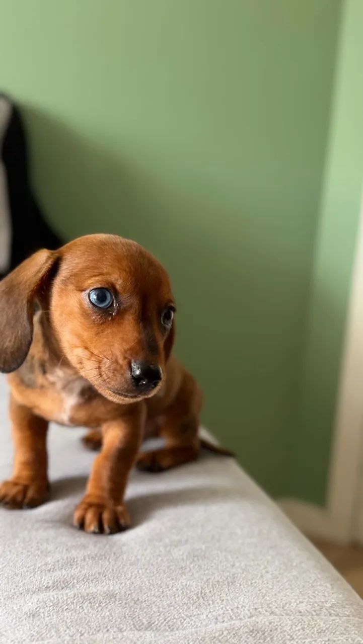 Promoção Daschund Mini - Foto 3