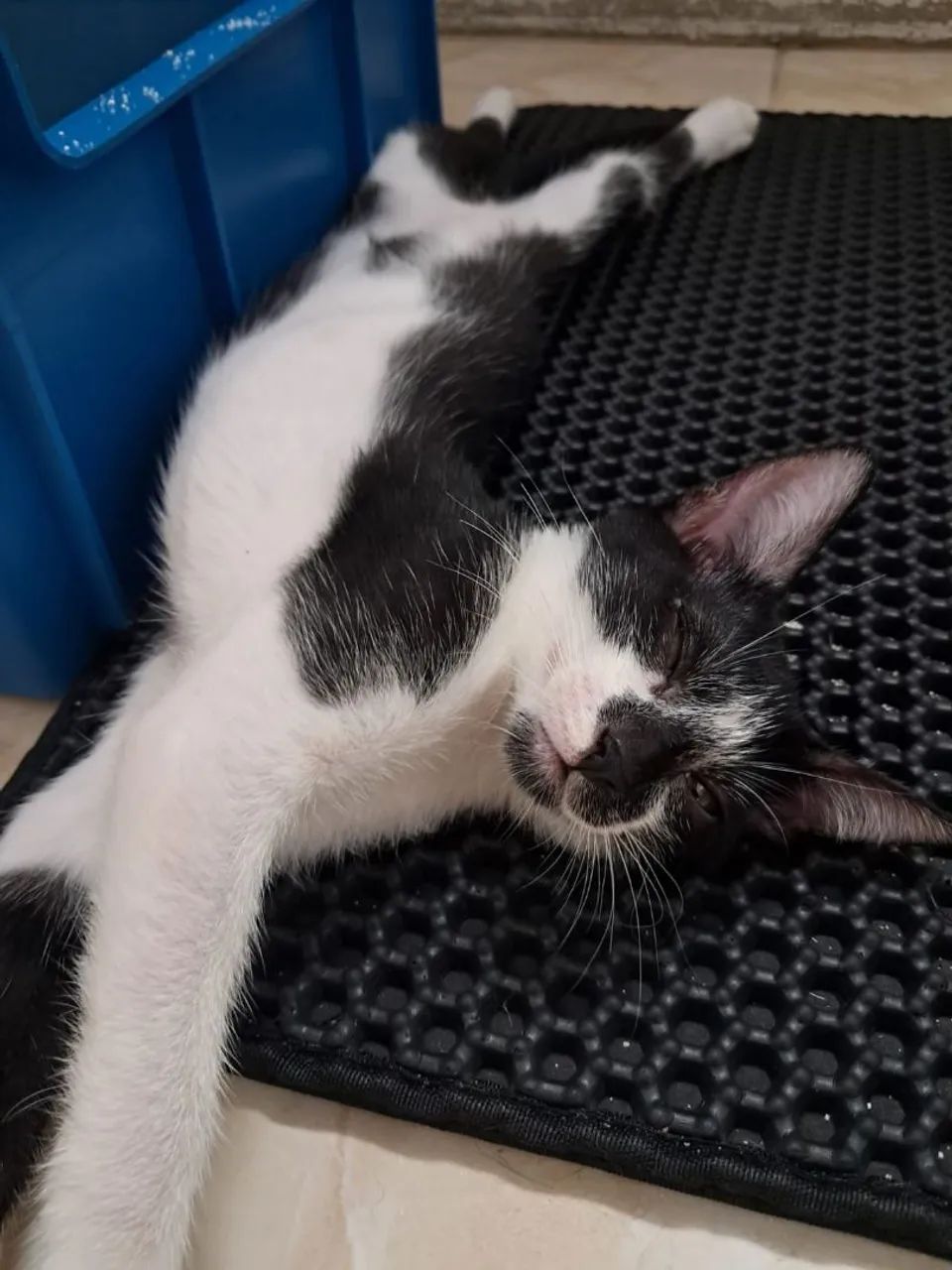 Gatinhos para adoção responsável, doação  - Foto 3