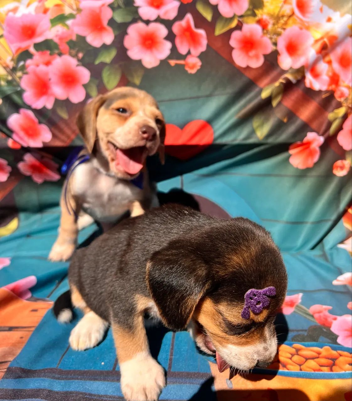  Beagle Fêmea a pronta entrega 13 polegadas  - Foto 4