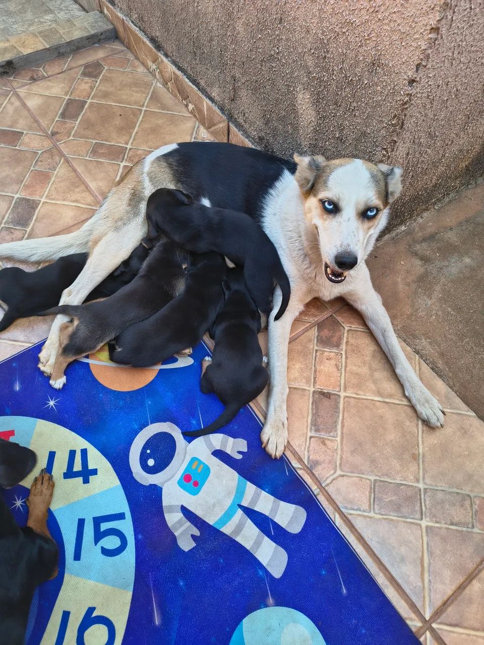 Doação responsável  - Foto 2