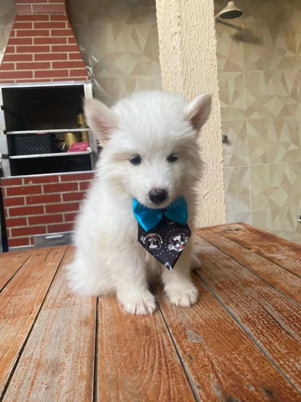 Husky siberiano - Foto 3