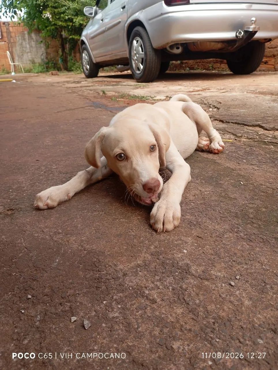 Adoção  - Foto 2