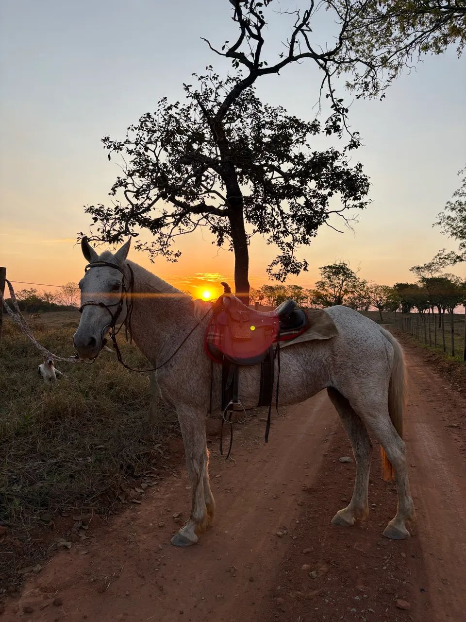 Egua mangalarga  - Foto 5