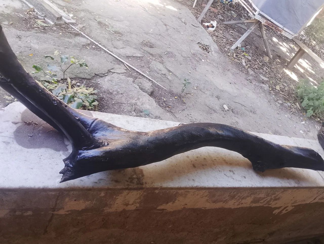 Tronco tratado aquario