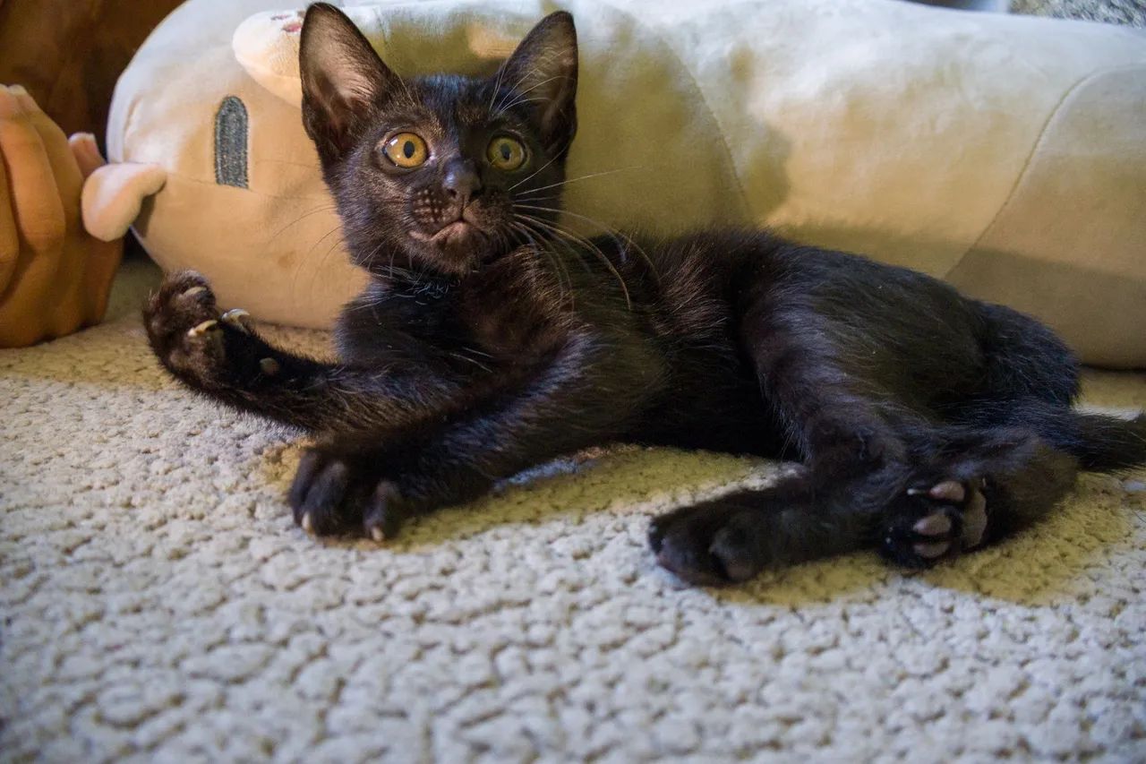 GATOS FILHOTES PARA ADOÇÃO - Foto 4