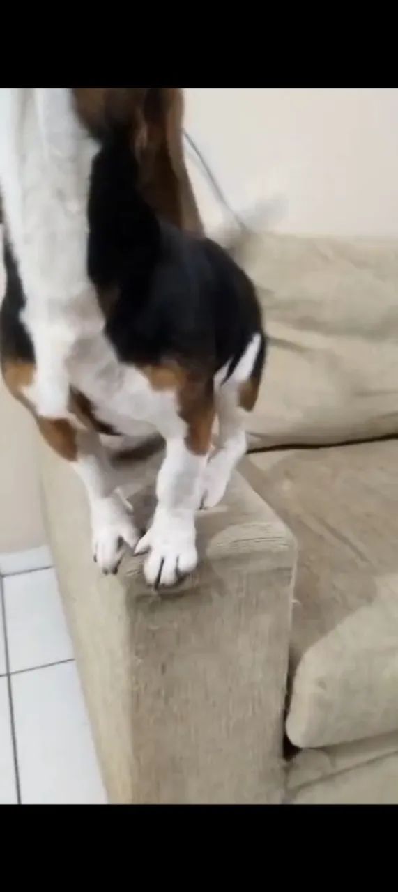  Beagle  - Foto 2