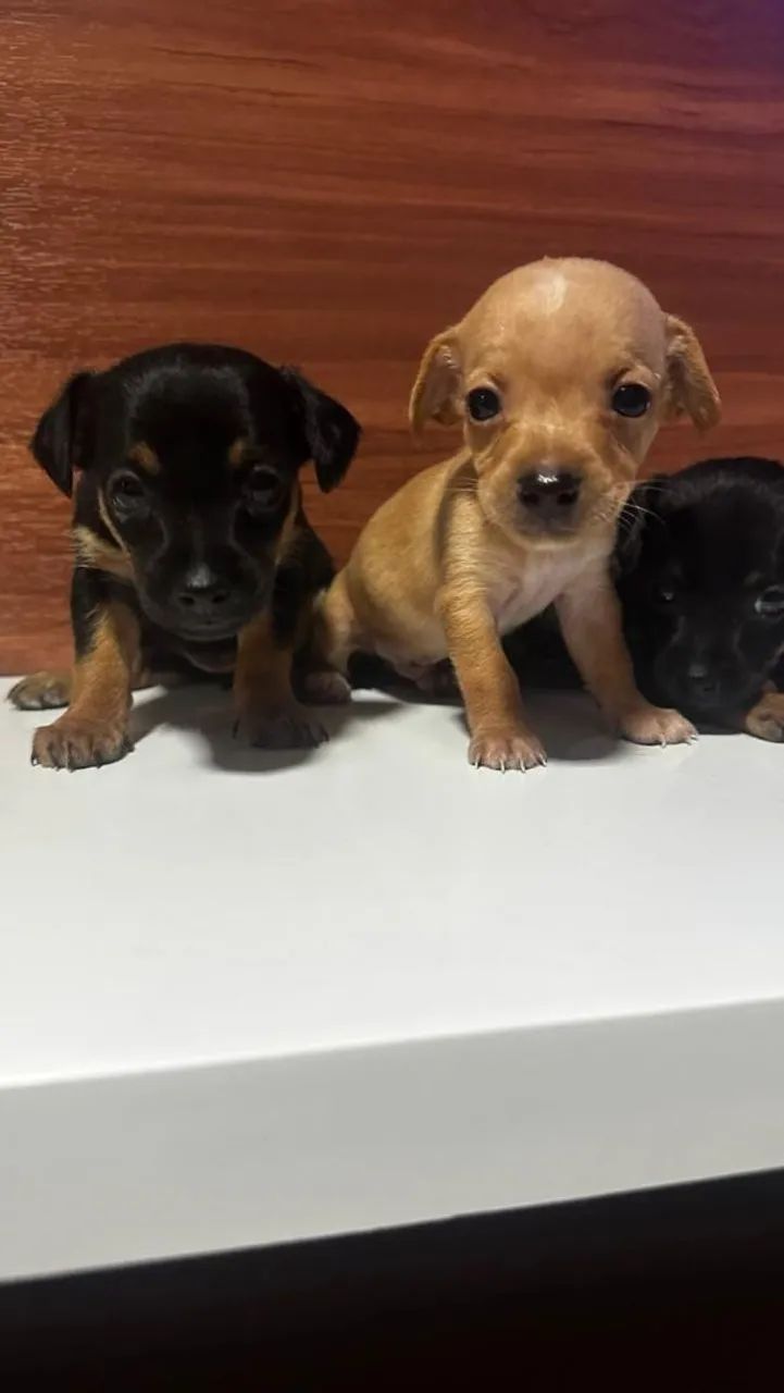 Pinscher  - Foto 3