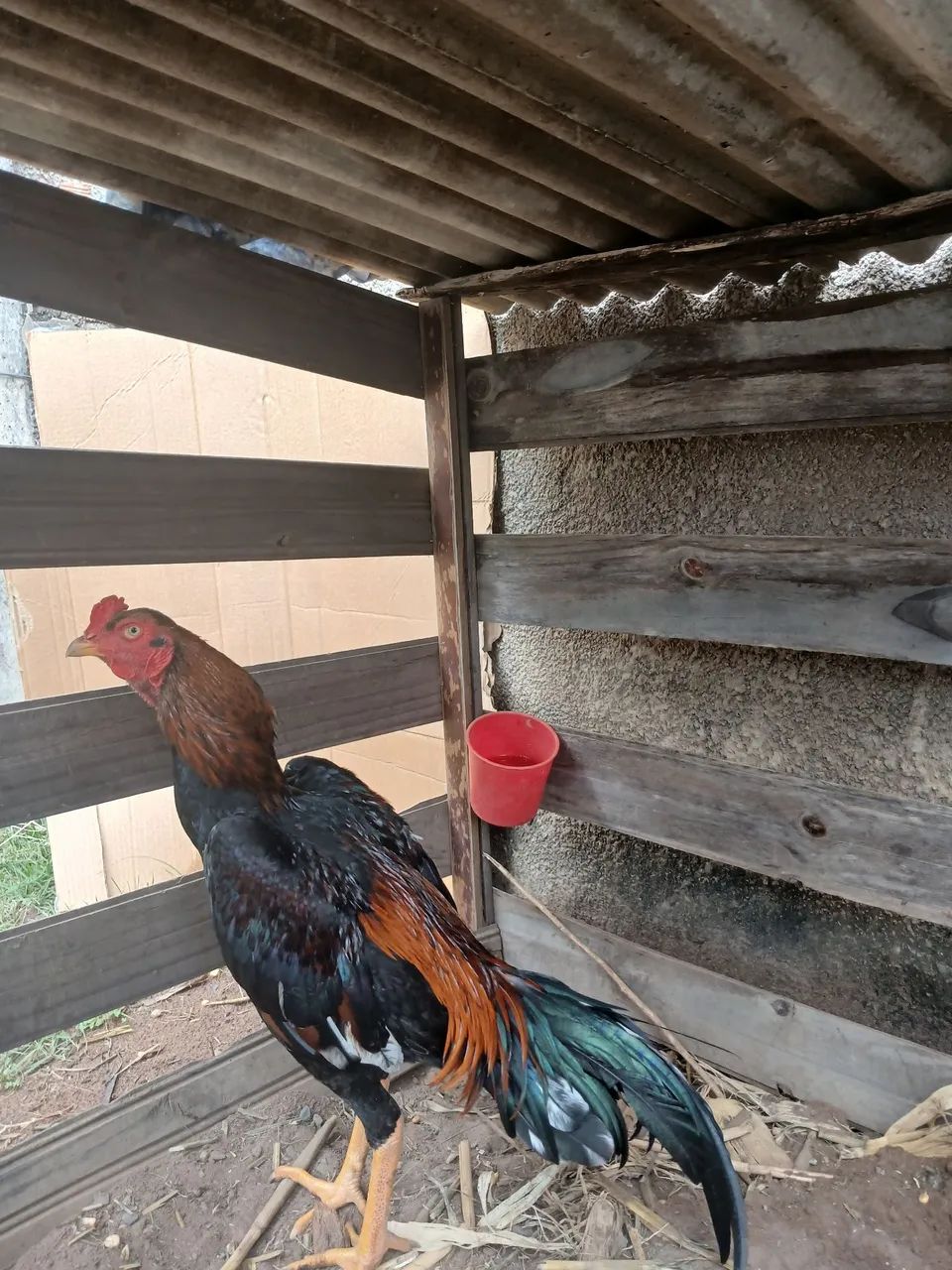 Frango 9 meses  - Foto 5