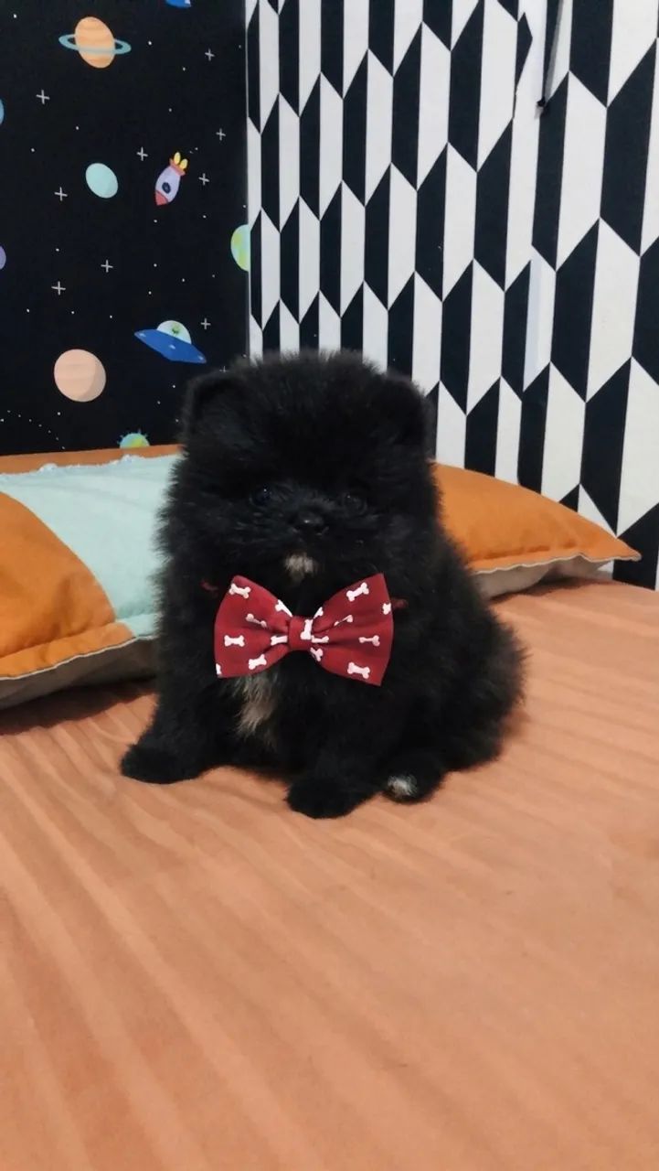 Sptiz alemão  - Foto 3