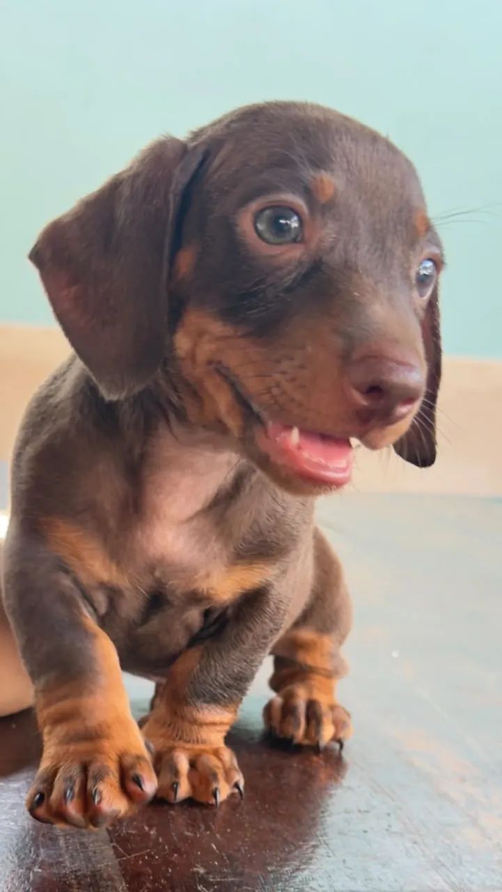 Dachshund macho  - Foto 2