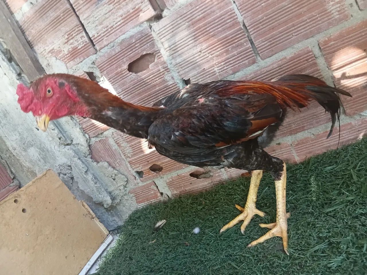 Frango indiano - Foto 3