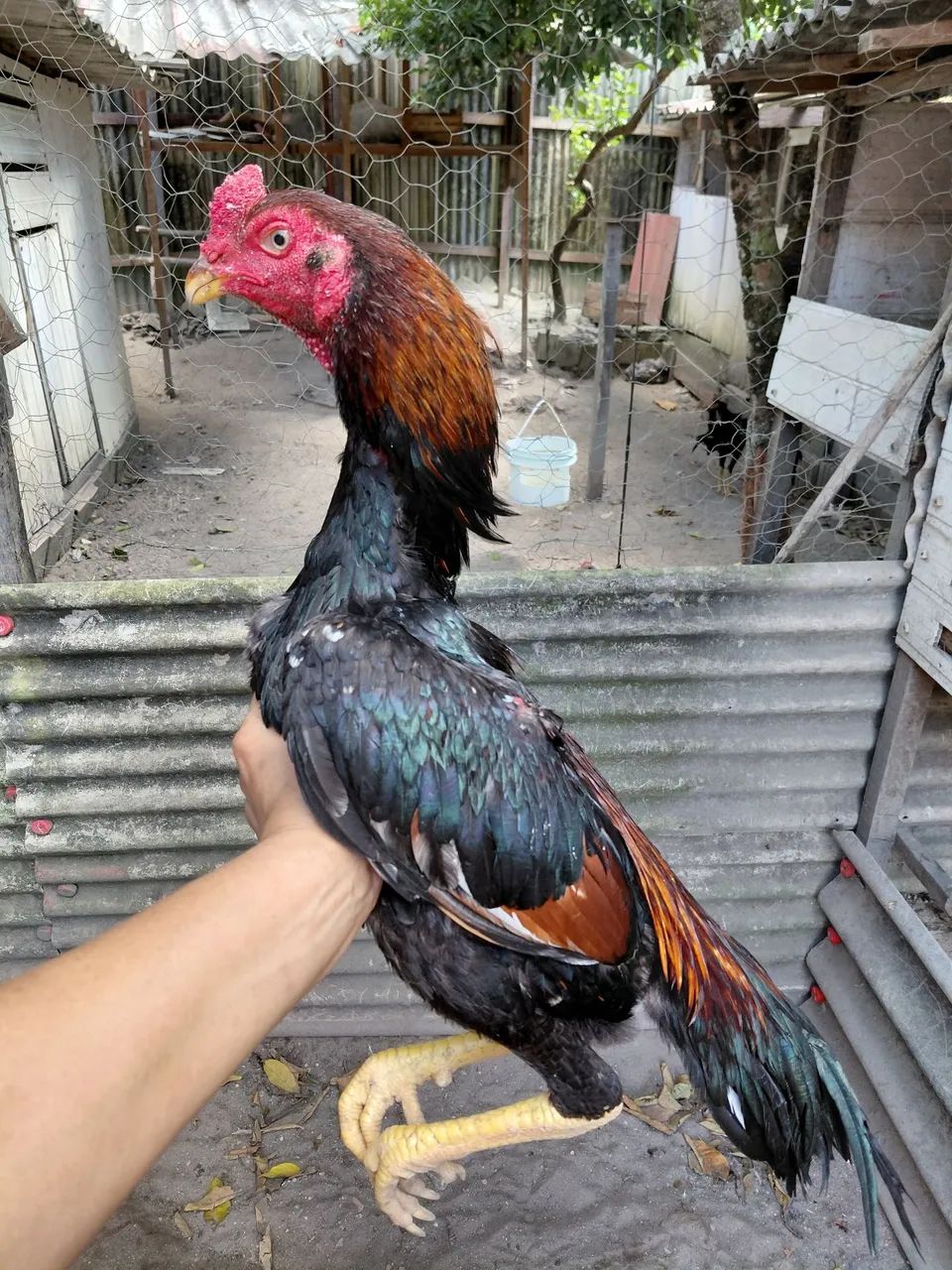 Frango shamo puro - Foto 4