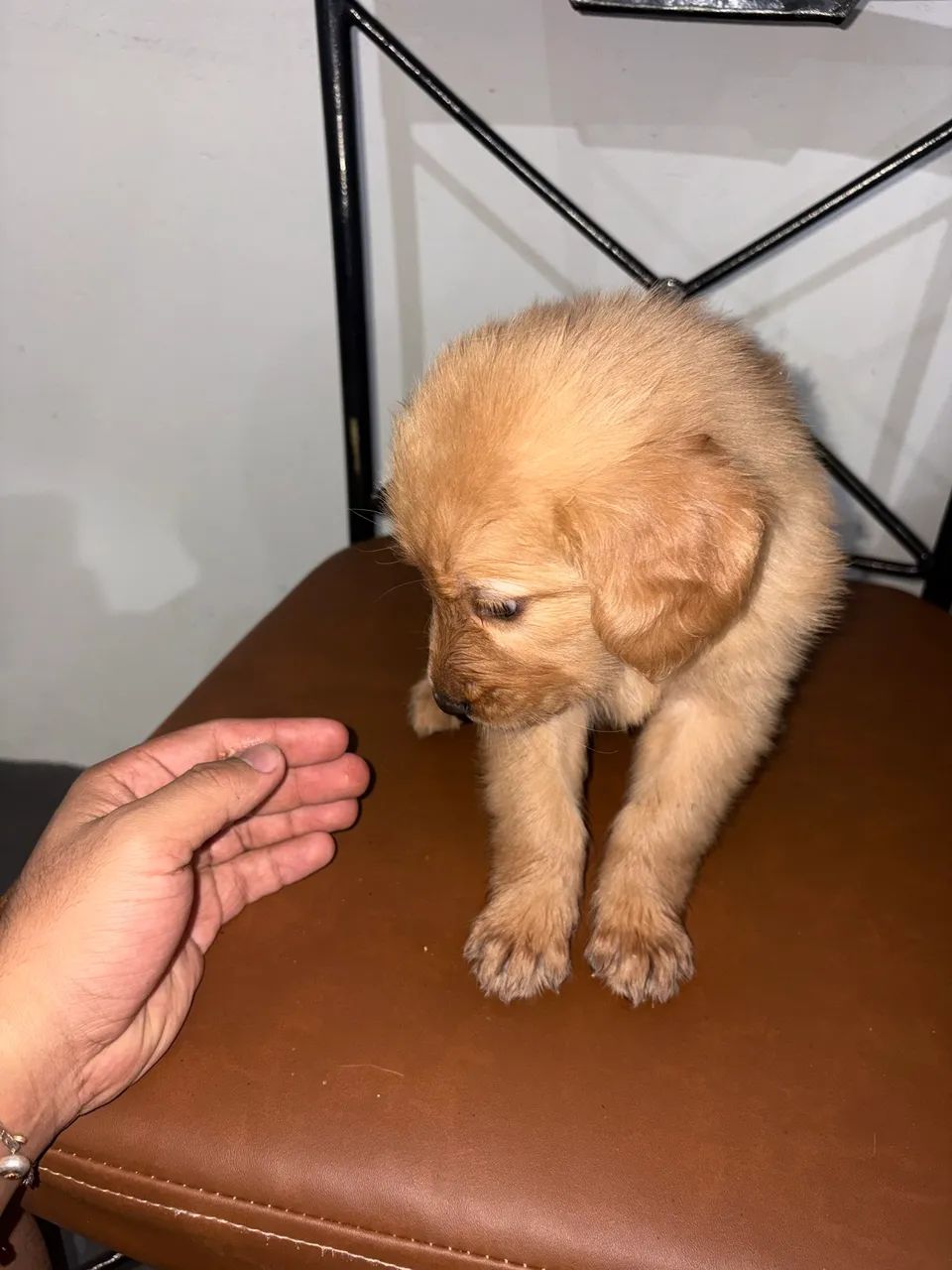 Golden Retriever 